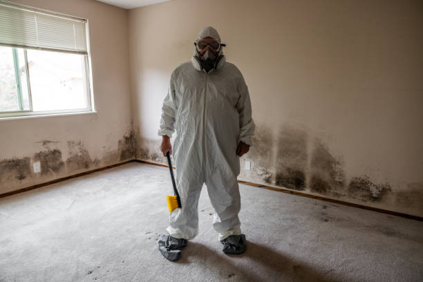 Best Mold Damage Restoration  in Mahnomen, MN